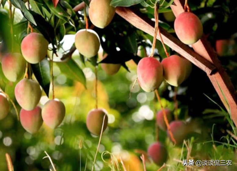 芒果怎么买才正确,怎么购买芒果最好