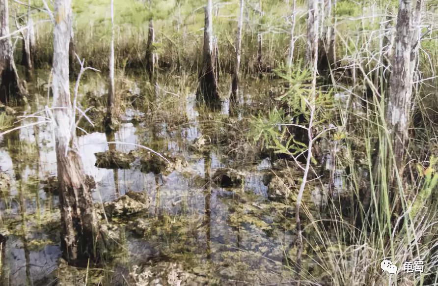 蛋龟之王巨头蛋龟,果核蛋龟新蛋龟之王