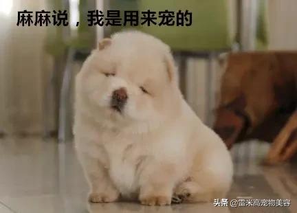 自从养了狗家里一股味道,家里养只狗真的好有安全感