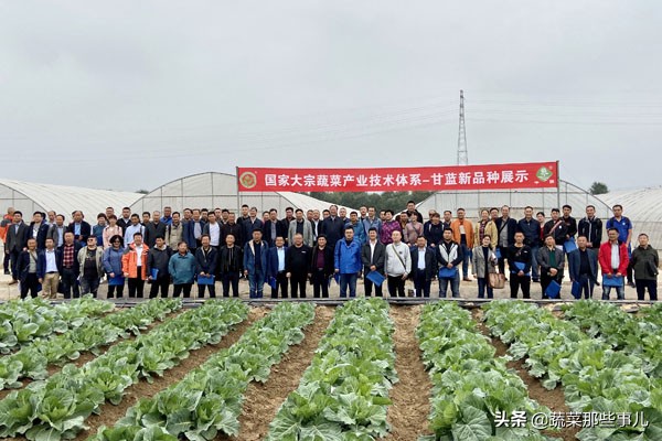 十字花科蔬菜种子,十字花科蔬菜名单