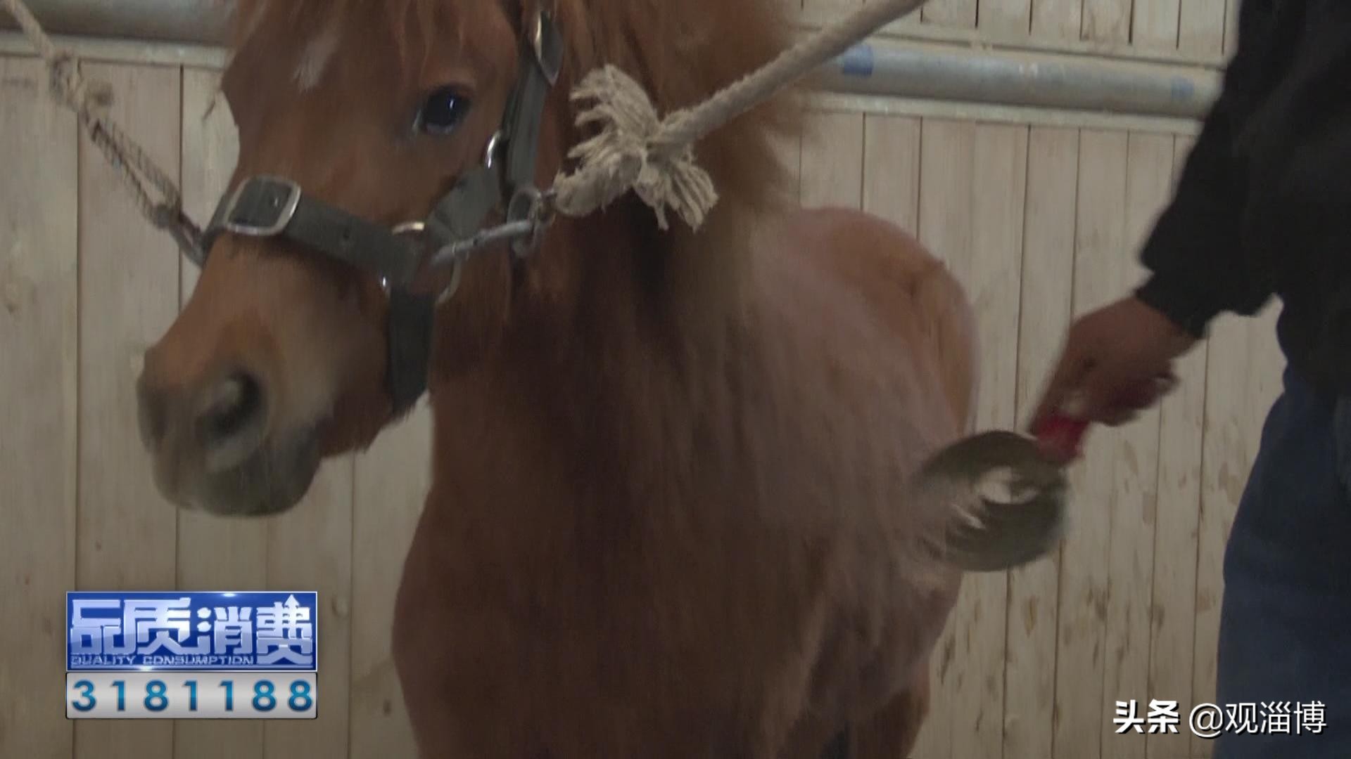 策马扬鞭“骑”乐无穷