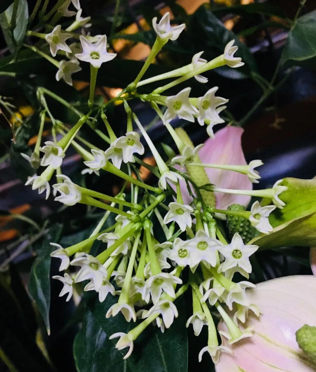 养哪一种吃虫子的花最合适,这4种花真省心养在家里不招虫