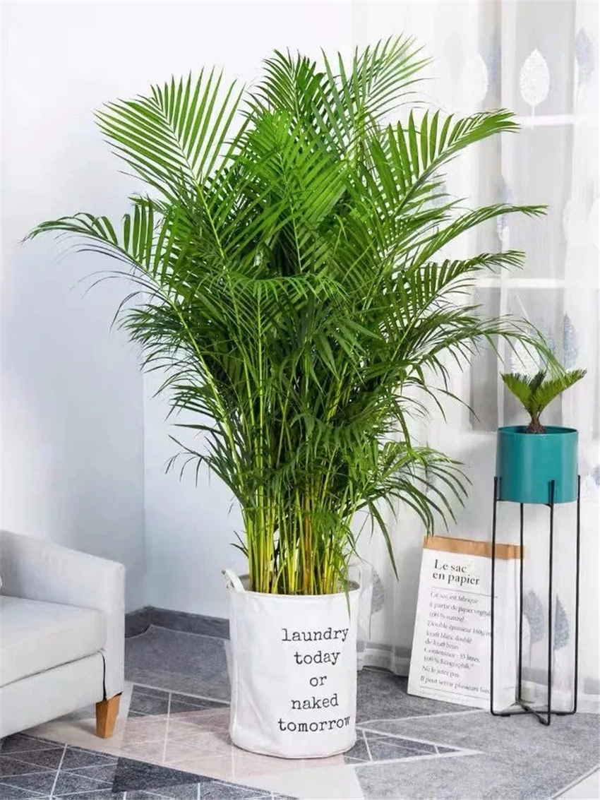 天然加湿器适合种什么绿植,空气加湿器种什么植物好