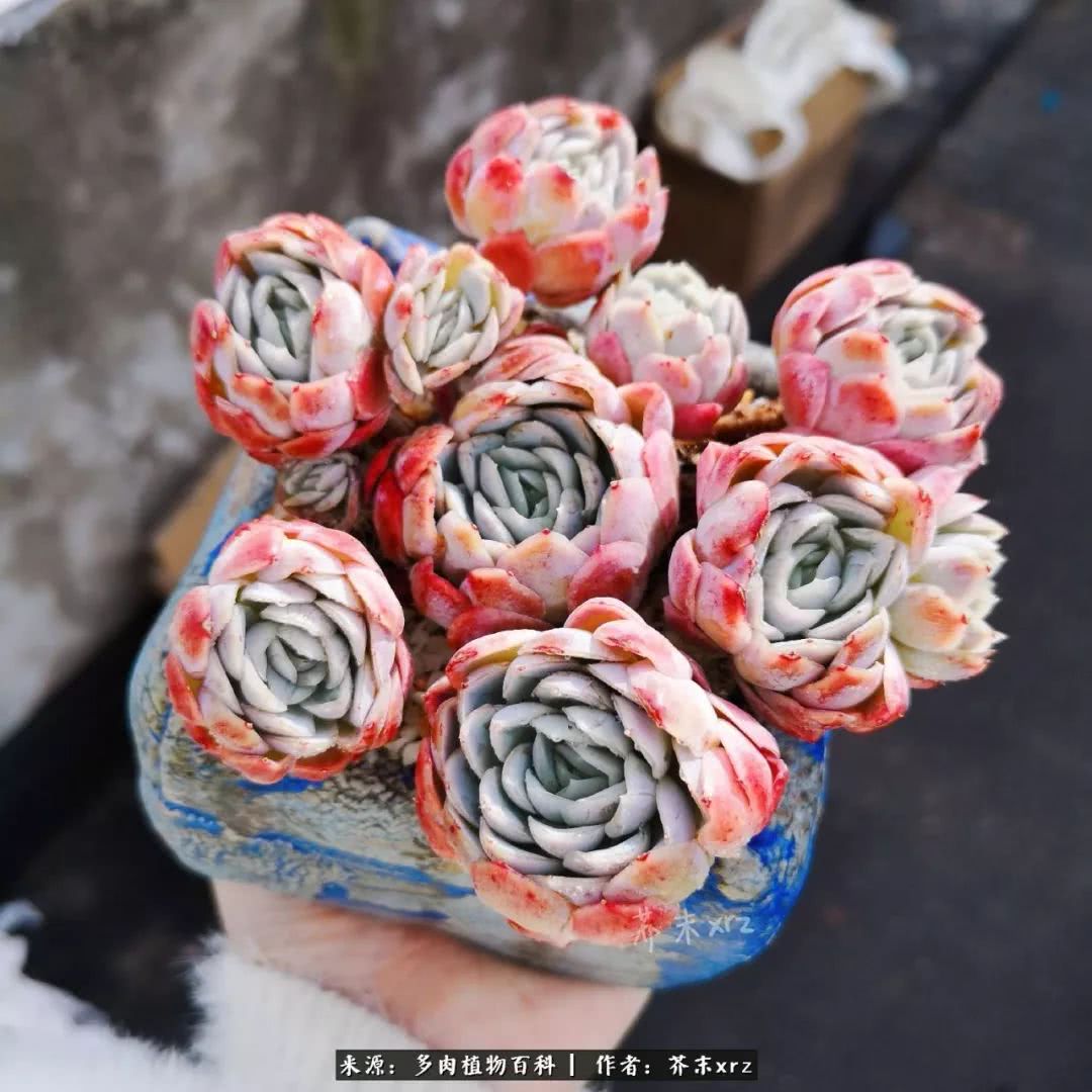 那个爱画多肉的小姑娘带着她的心头肉又来啦！