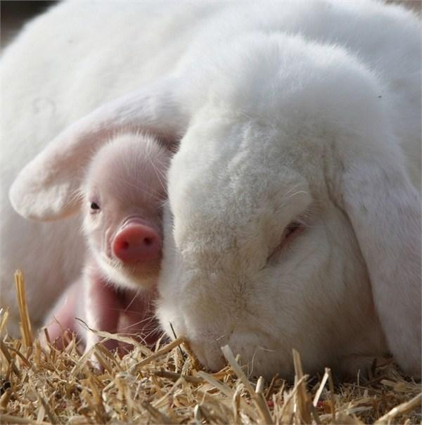 仔猪白痢的症状及治疗,母猪各种阴道炎子宫内膜炎的症状及治疗