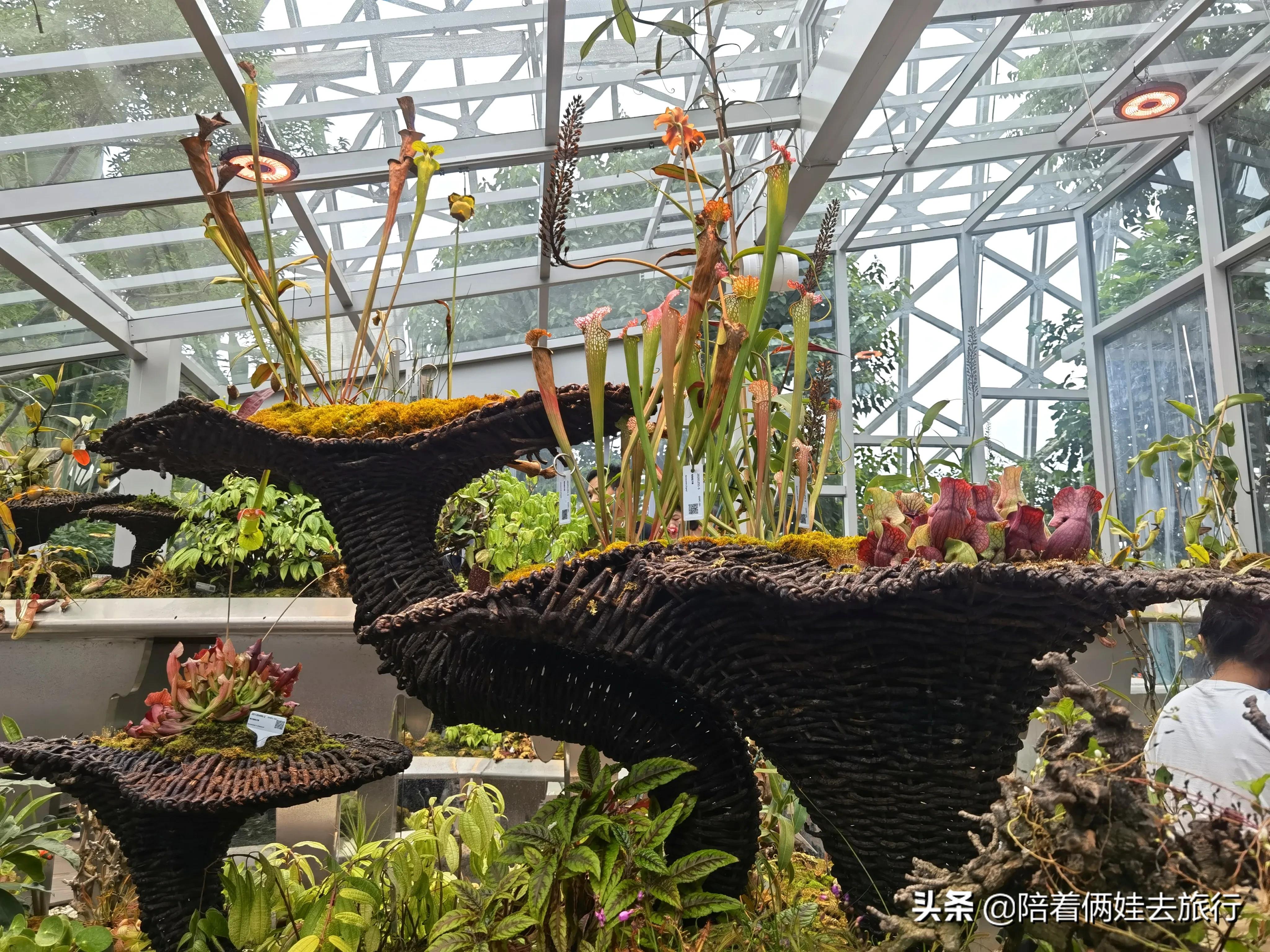 上海辰山植物园矿坑花园,辰山植物园矿坑花园修好了吗
