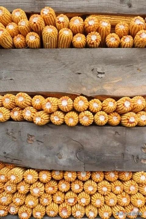 父子对话：请假回家“扒苞米”？用不着啦！柳河县现在都玩机械化收割