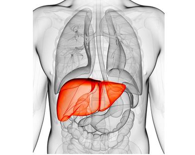 体脂率多少脂肪肝才能消失,脂肪肝肝掌怎么样才能消失