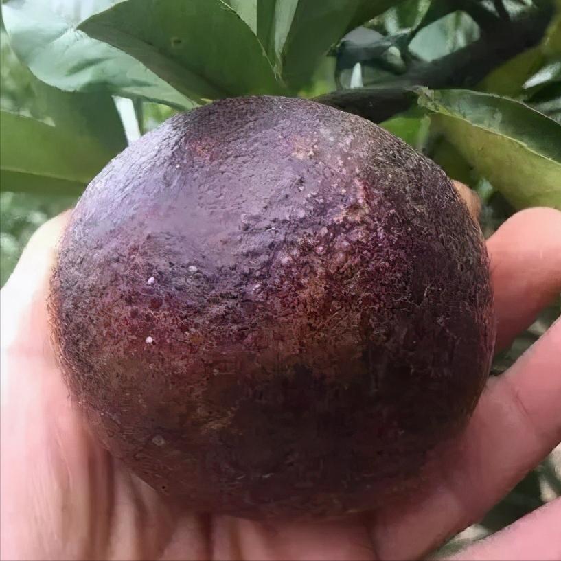 黑皮果锈壁虱,怎么分辨柑橘锈壁虱果和沙皮病果