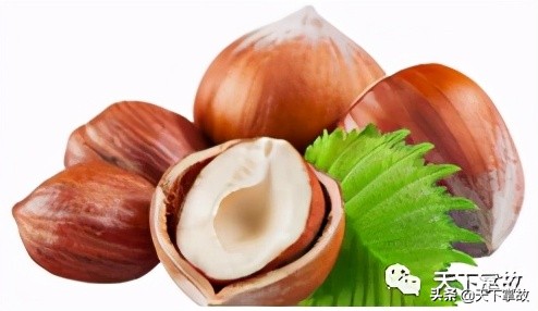 东北林区野菜野果,牧区的一种野菜