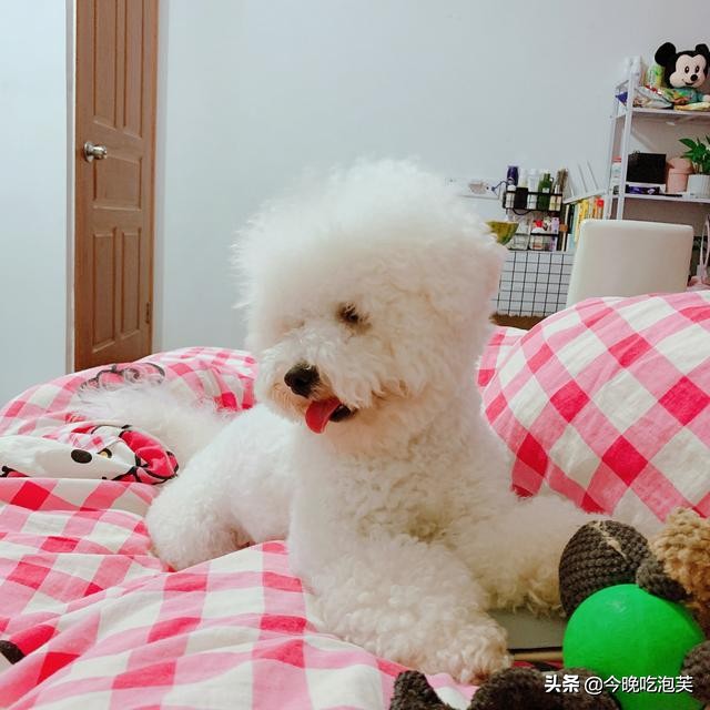 狗狗总是在家撒欢跑怎么解决,狗狗遛弯老是往前跑