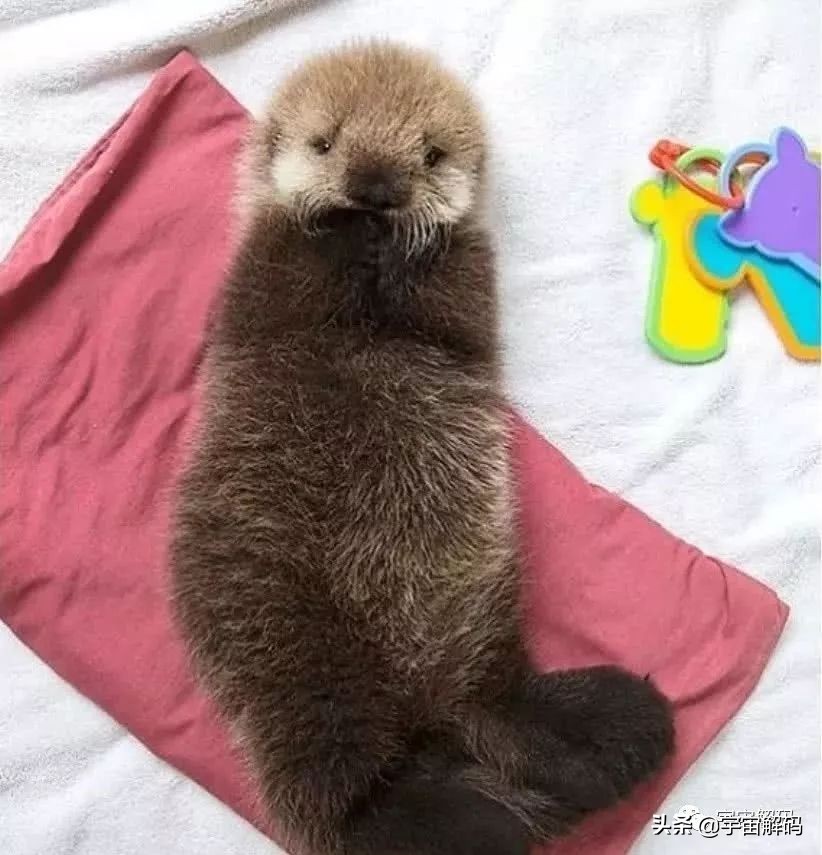 20张动物照片,宝宝萌照动物图片