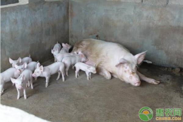 养殖业的基本知识和思路,养殖业的现状及发展前景分析