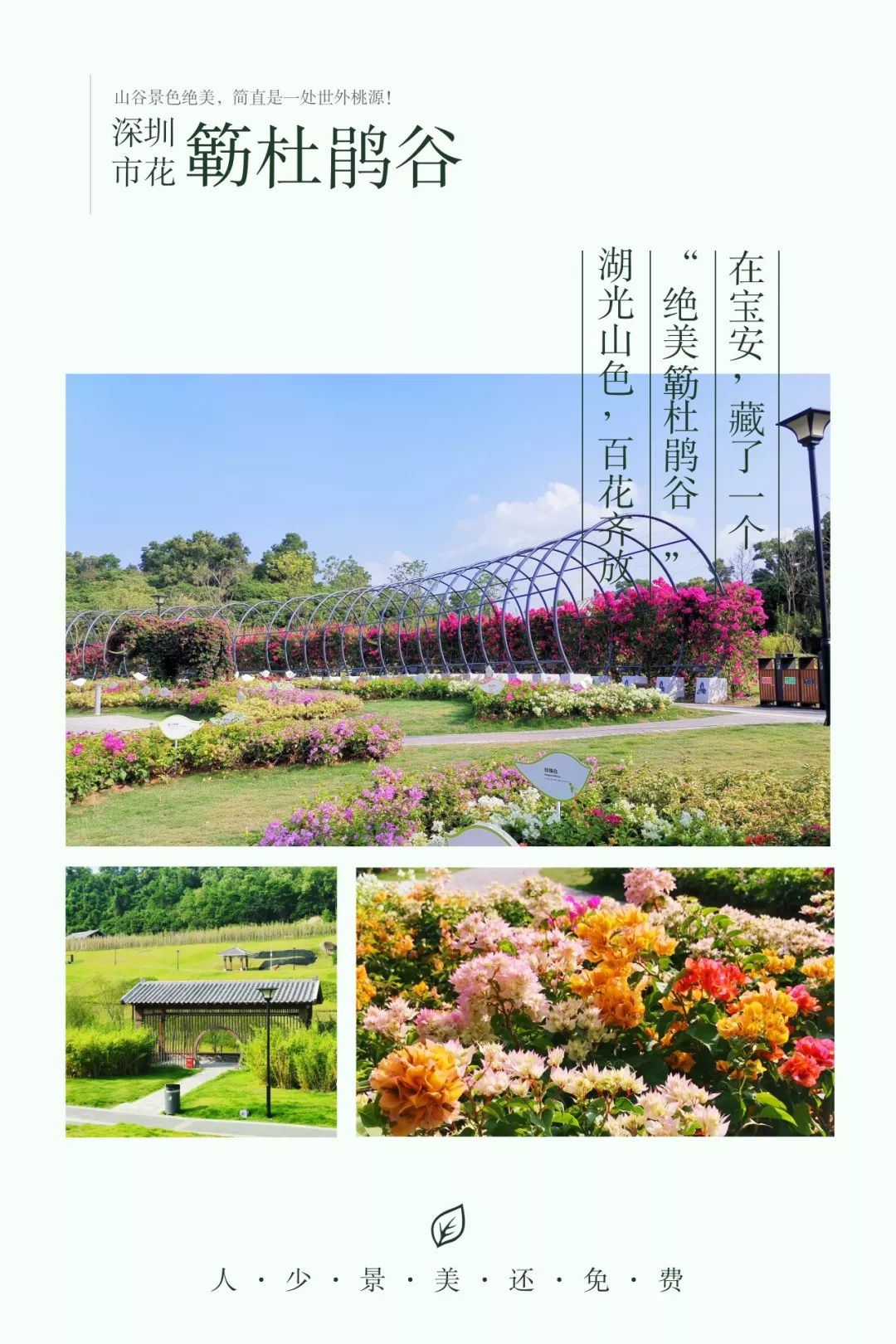 深圳最美簕杜鹃谷公园花海,宝安区花海赏花景点