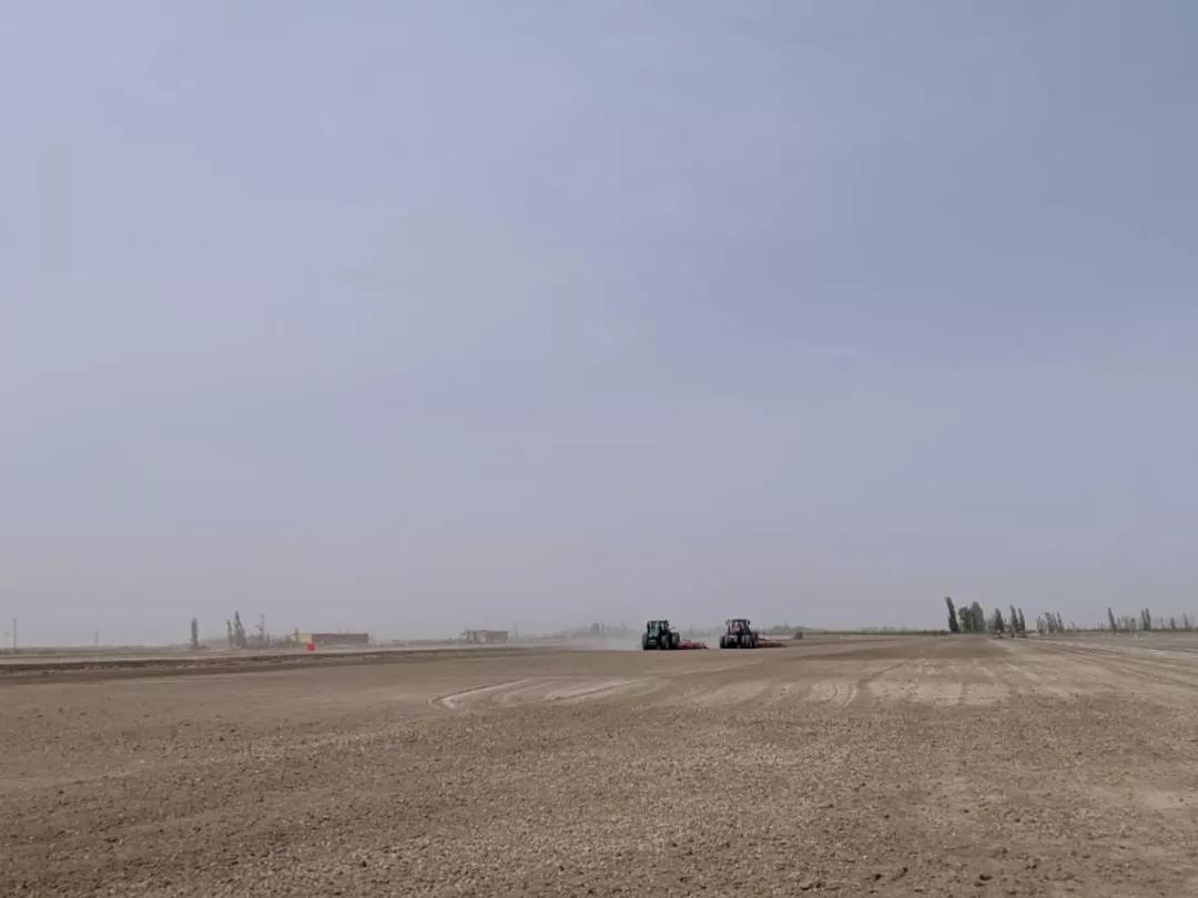 棉田里的边缘战事