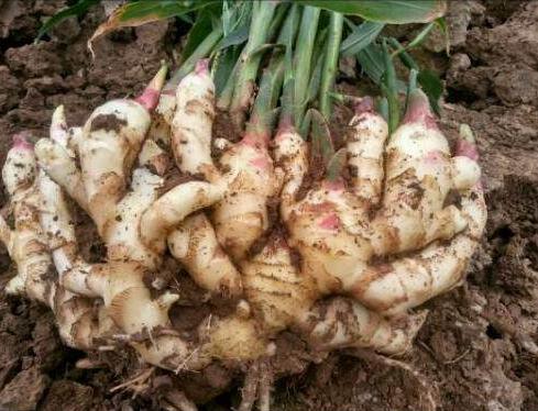 家种生姜怎样种植视频教程,在家种植生姜小妙招