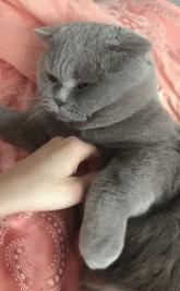 英国短蓝猫好养吗,千万别养蓝猫