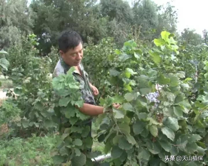 九十一团：发展榛子种植，职工增收信心足