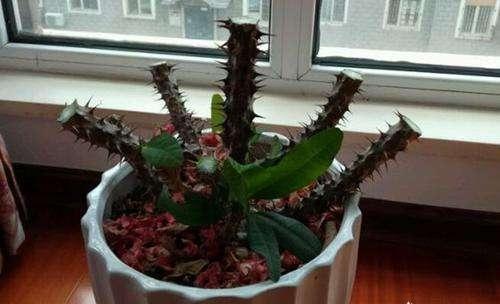 养春花专用盆,刺梅花怎么修剪才能开的花多