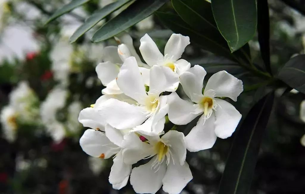 各国国花及花语英文,世界各国的国花资料