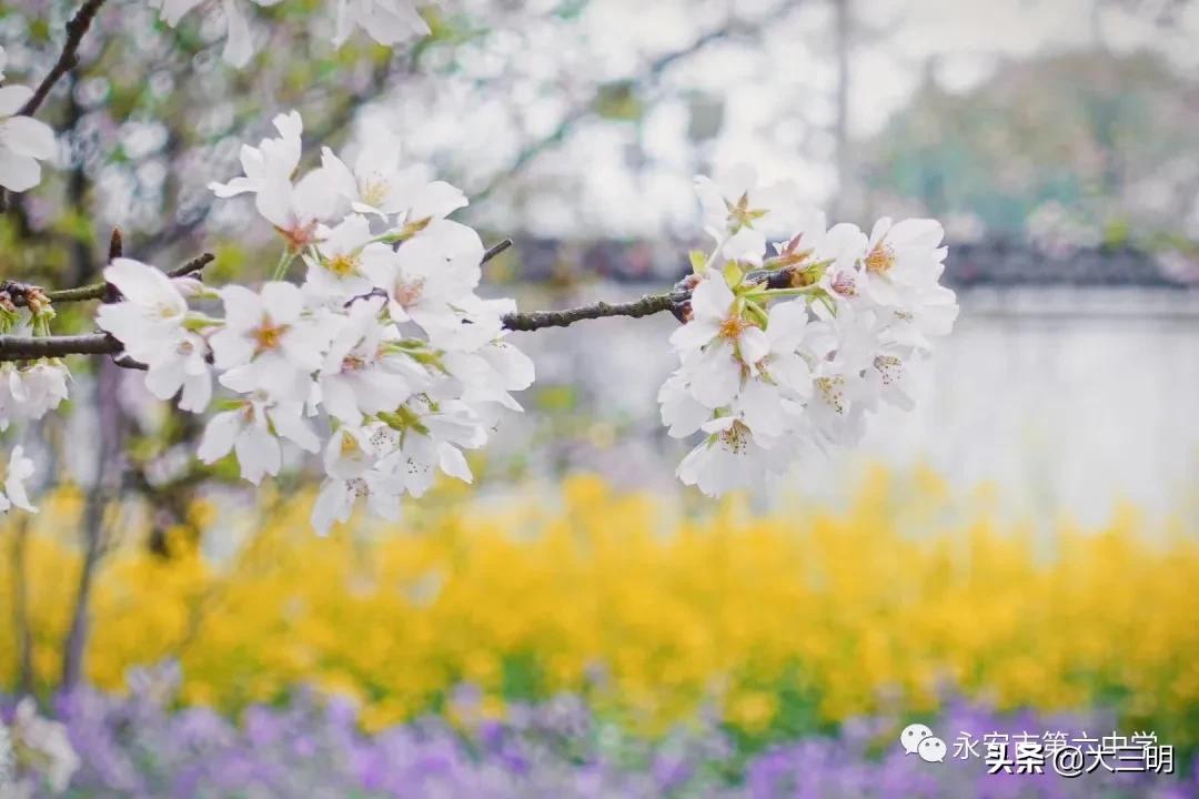 常德六中抗击疫情,四川遂宁六中抗击疫情