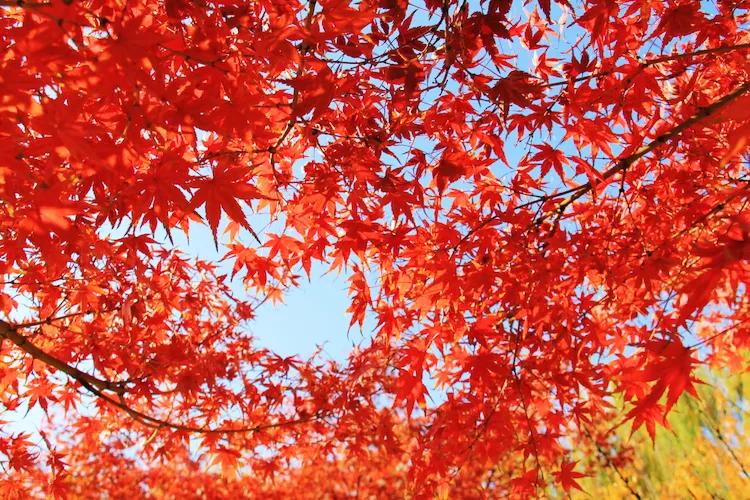 尼康入门单反,单反快速入门攻略