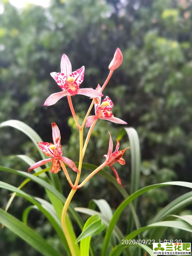 鍏拌姳浠锋牸鏆磋穼鍘熷洜鍒嗘瀽,鐤儏鏈熼棿鍏拌姳浠锋牸璧板娍