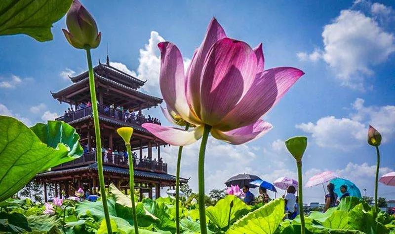 好物我欲，天成美丽，上等花粉，等你来取