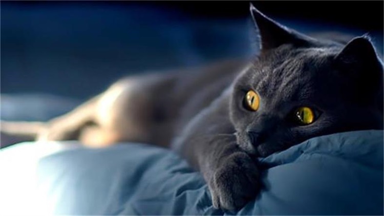 怎么清理猫咪毛上的驱虫药,大扫除怎么清除猫毛