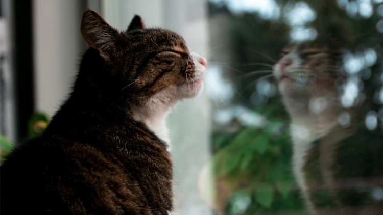 猫咪很容易受惊吓吃什么能缓解,猫咪铲屎官注意事项