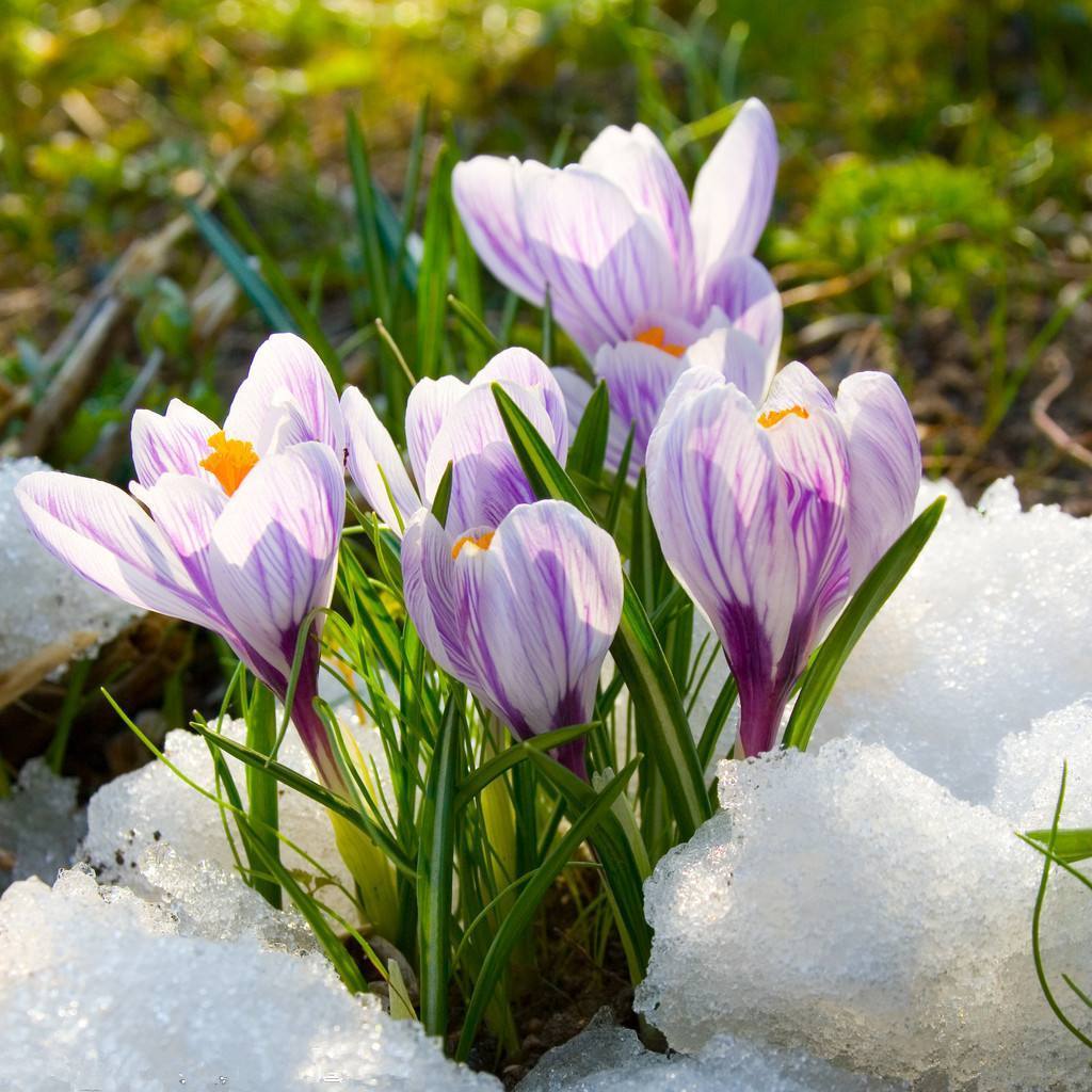 番红花适合养什么花,番红花怎么才能多开花