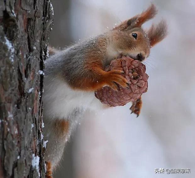 养一只松鼠做宠物是什么样的体验?
