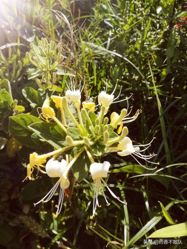 消肿祛毒止痛的药膏,金银花可以治脓疱疮