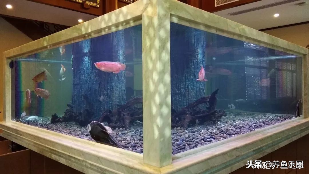 这位土豪家的渔场，光滤材就花了500多万，你确定不要见识一下？