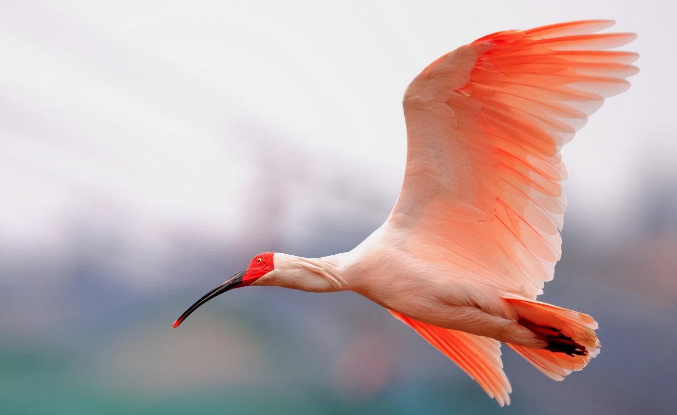 为什么美国国鸟是白头鹰,美国的国鸟和日本的国家鸟谁厉害