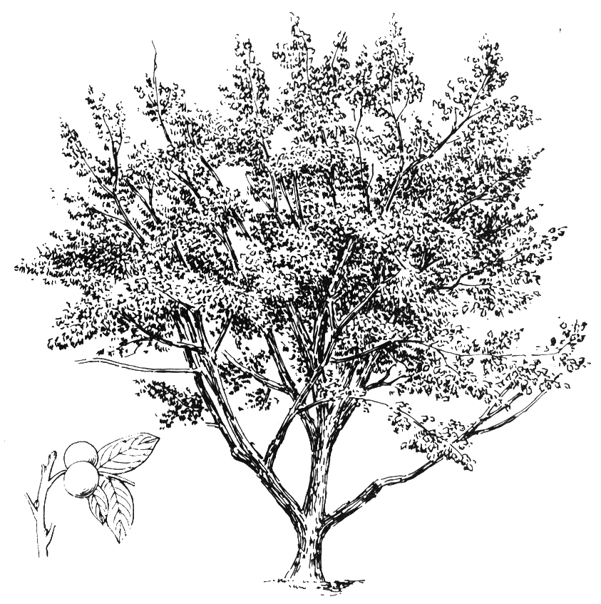 胡桃阵容搭配,追忆胡桃圣遗物详情