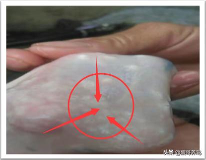 老兽医：鸡“吐水”的5种原因及治疗方法，农村养殖户收藏吧