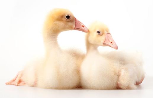 养鹅怎样防止鸭病,养鹅怎么预防小鹅死