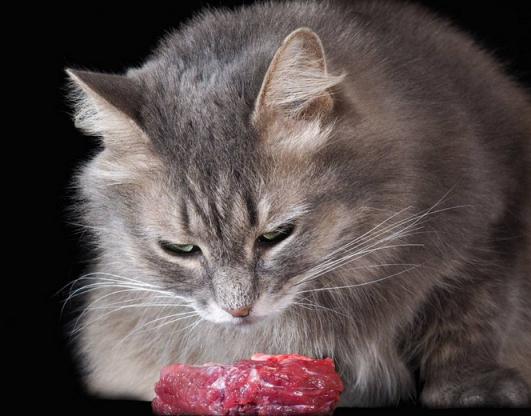 家里猫咪无论怎么样都不听话,家里猫咪现在很少打呼噜了