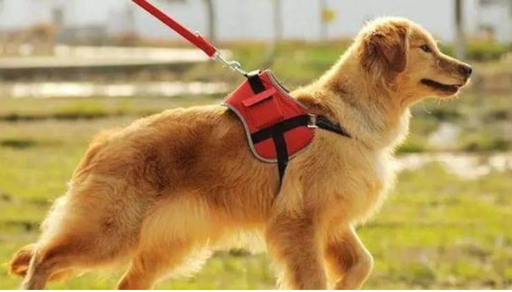 宠物狗需要每天遛狗吗,狗可以每天只遛一次吗