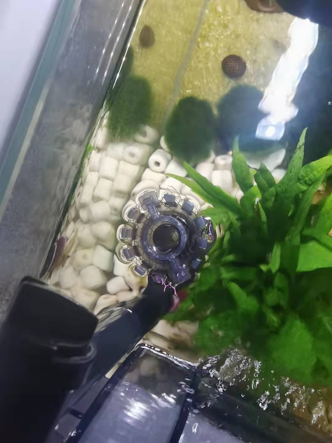 龟缸沼泽过滤养鱼制作方法,圆缸养鱼如何过滤