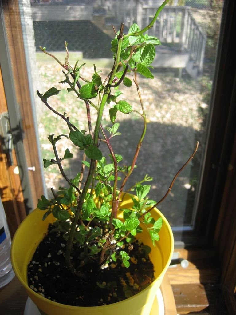 薄荷盆栽枯萎了一个星期怎么解决,薄荷黄叶枯萎怎么挽救