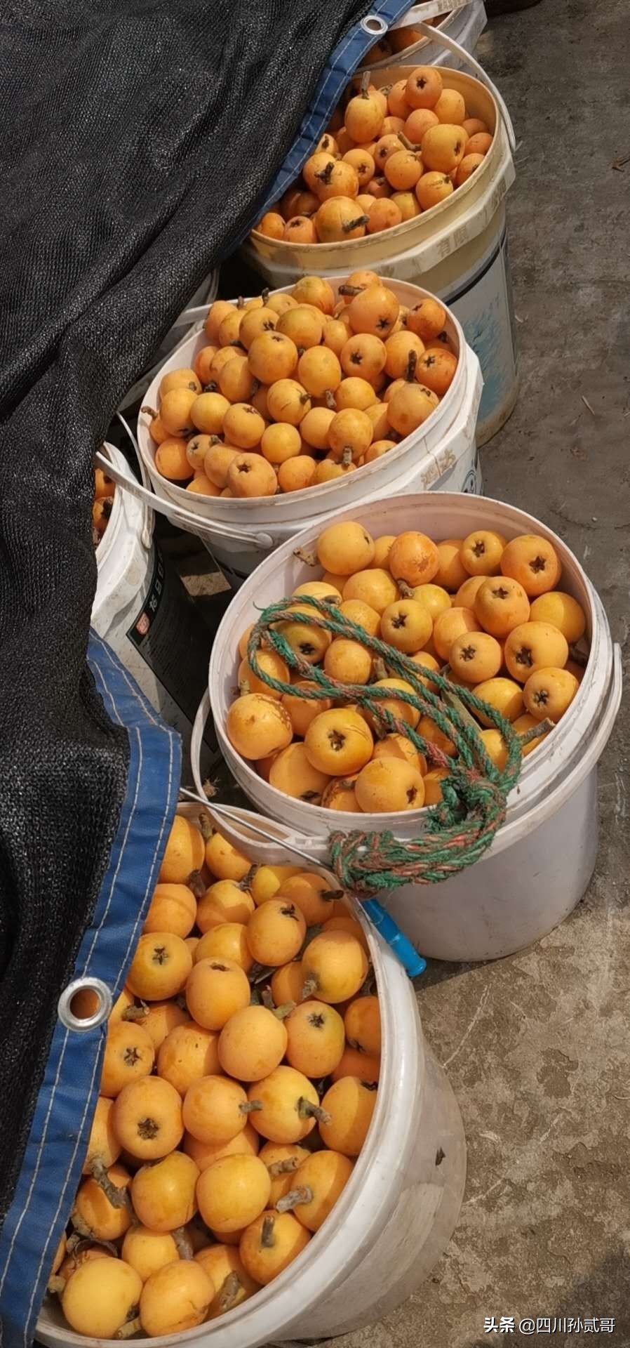 老村长农村电商,老村长农副产品直播间