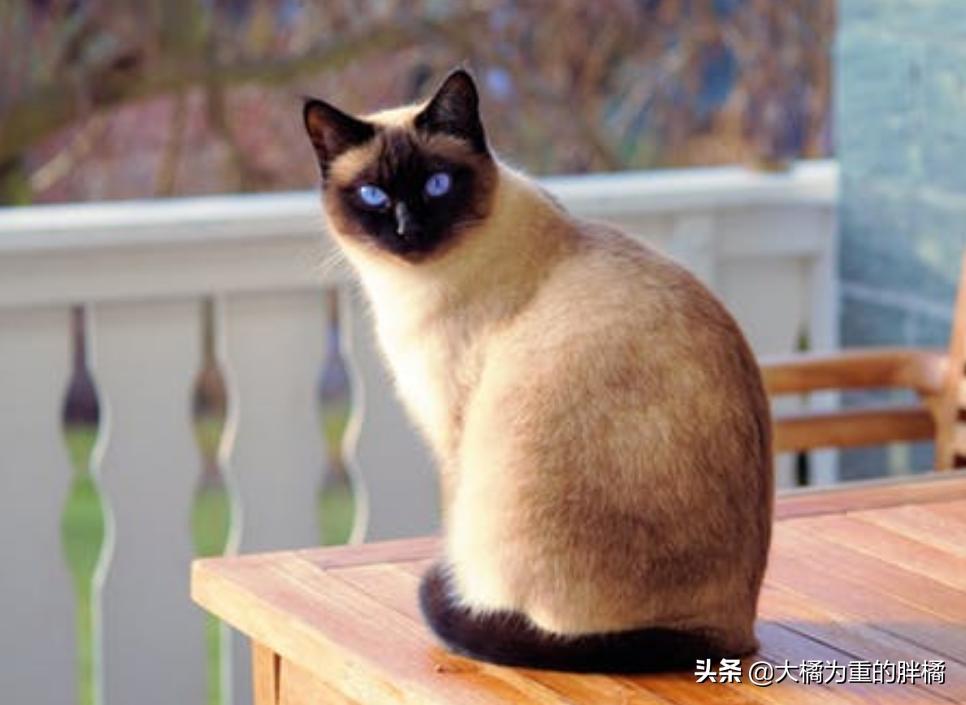 猫咪遇到危险是怎么样的动画视频,猫咪遇到危险找谁救援