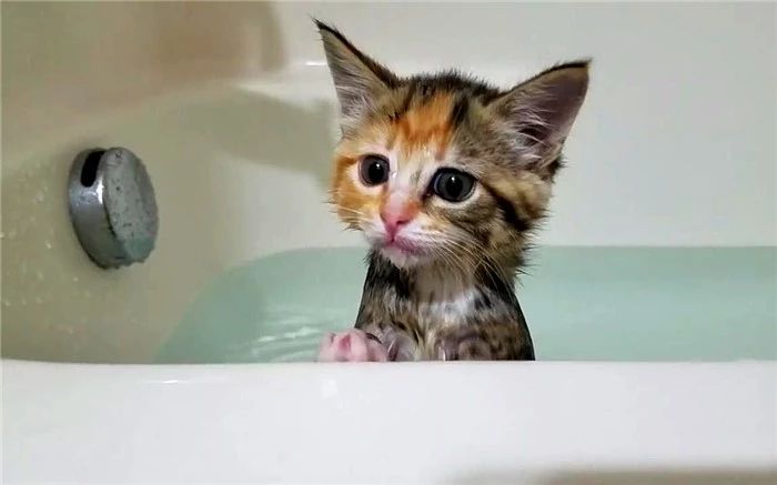 如何判断猫咪是否需要洗澡,猫咪不能洗澡但是身上有味怎么办