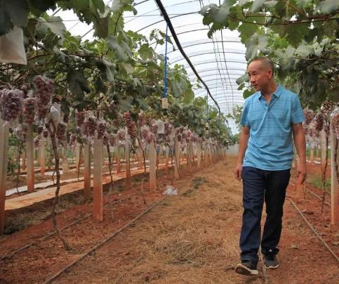 葡萄新品种妮娜皇后介绍,妮娜皇后葡萄收购价格