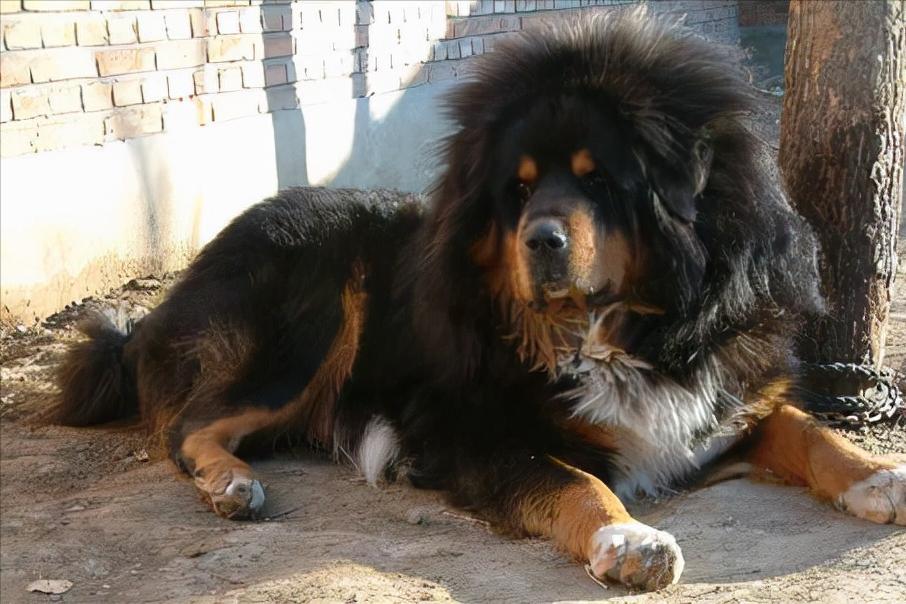 世界上体型巨大的狗,世界上体型最大的犬是什么犬