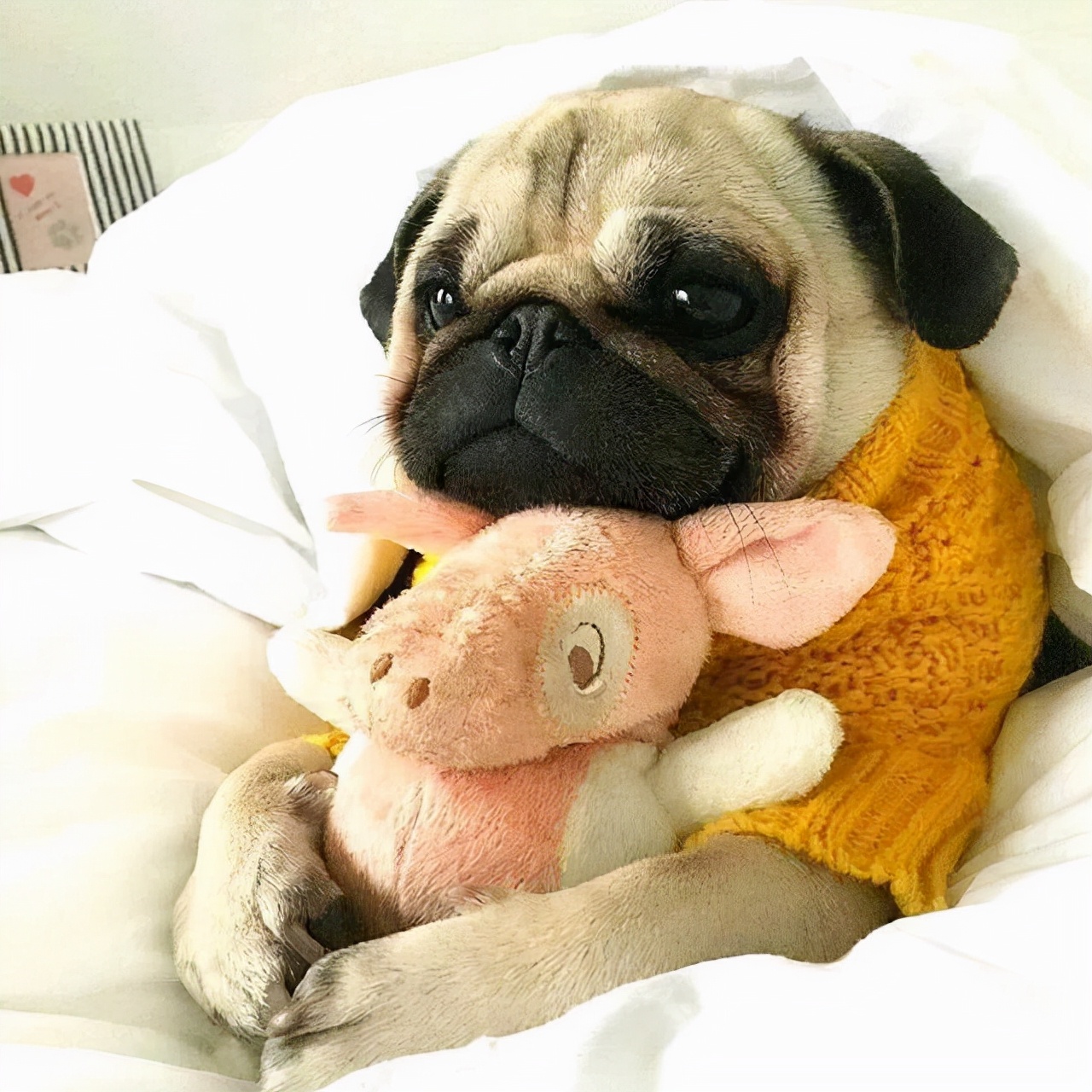 巴哥犬气味大怎么处理,巴哥犬特别臭怎么办