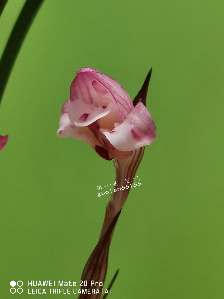 娇美可人的凤冠由来图片,娇美可人的凤冠图片