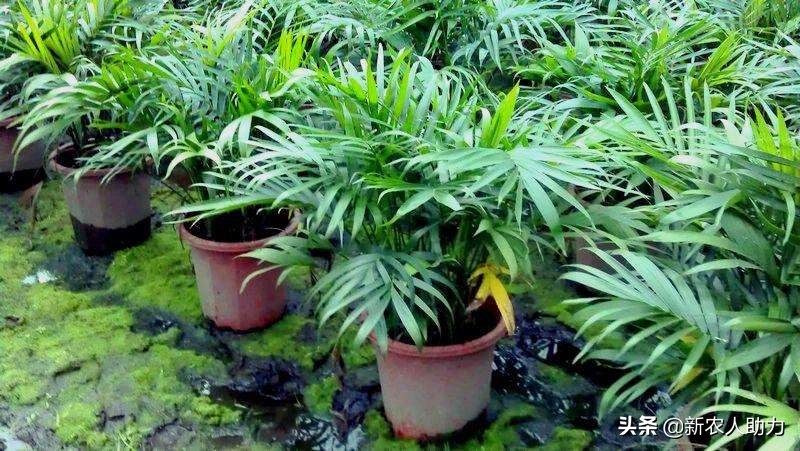 富贵椰子的养护方法,富贵椰子怎么养护才能长得好